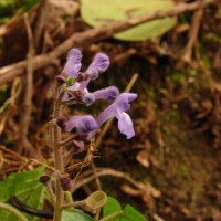 Scutellaria robusta Benth.